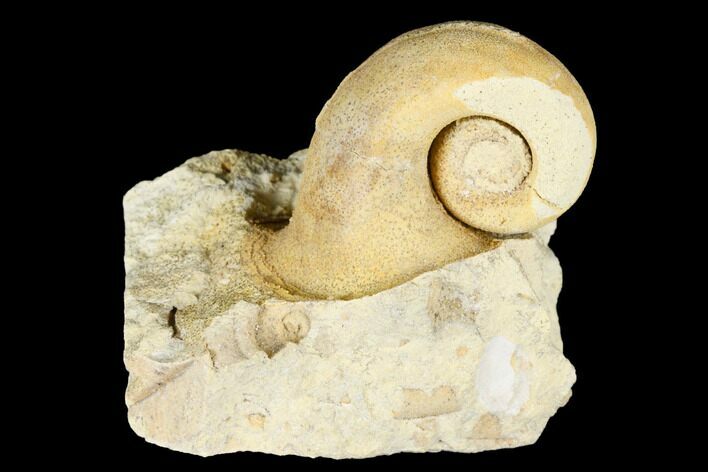 Ordovician Gastropod (Salpingostoma) Fossil - Wisconsin #174376